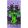 Minecraft Purple fürdőlepedő, strand törölköző 70x140cm